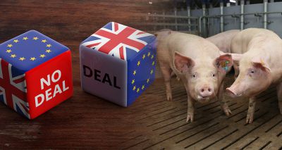 Brexit no-deal could be “catastrophic” for animal welfare